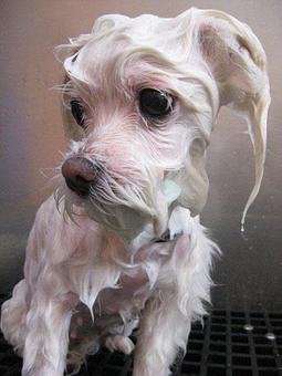 Product - Barking Lot in San Francisco, CA Pet Care Services