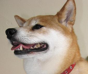 Product - Barking Lot in San Francisco, CA Pet Care Services