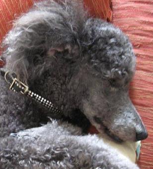 Product - Barking Lot in San Francisco, CA Pet Care Services