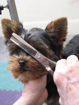 Product - Barking Lot in San Francisco, CA Pet Care Services