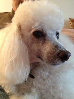 Product - Barking Lot in San Francisco, CA Pet Care Services