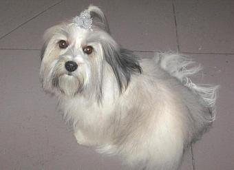 Product - Barking Lot in San Francisco, CA Pet Care Services