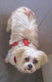 Product - Barking Lot in San Francisco, CA Pet Care Services