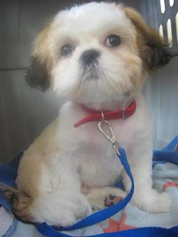 Product - Barking Lot in San Francisco, CA Pet Care Services