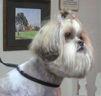 Product - Barking Lot in San Francisco, CA Pet Care Services