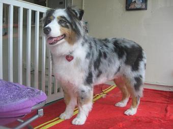 Product - Barking Lot in San Francisco, CA Pet Care Services