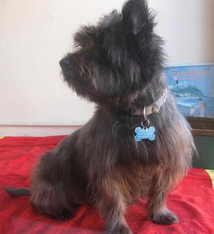 Product - Barking Lot in San Francisco, CA Pet Care Services