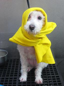 Product - Barking Lot in San Francisco, CA Pet Care Services