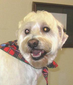 Product - Barking Lot in San Francisco, CA Pet Care Services