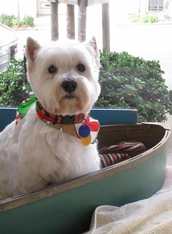 Product - Barking Lot in San Francisco, CA Pet Care Services