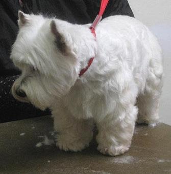 Product - Barking Lot in San Francisco, CA Pet Care Services