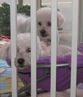 Product - Barking Lot in San Francisco, CA Pet Care Services