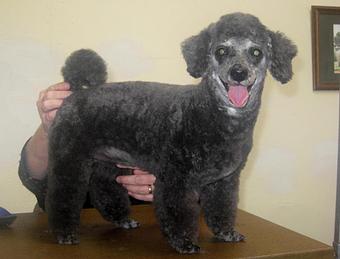 Product - Barking Lot in San Francisco, CA Pet Care Services