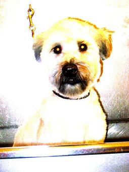 Product - Barking Lot in San Francisco, CA Pet Care Services