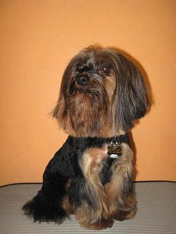 Product - Barking Lot in San Francisco, CA Pet Care Services