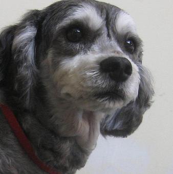 Product - Barking Lot in San Francisco, CA Pet Care Services