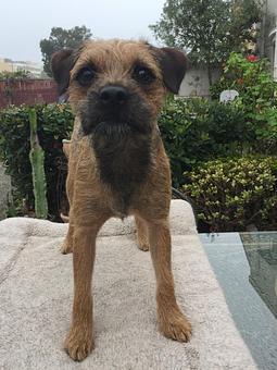 Product - Barking Lot in San Francisco, CA Pet Care Services