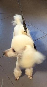 Product - Barking Lot in San Francisco, CA Pet Care Services