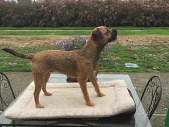 Product - Barking Lot in San Francisco, CA Pet Care Services