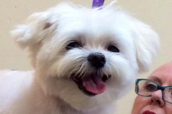 Product - Barking Lot in San Francisco, CA Pet Care Services