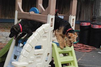 Product: A fun playground to jump and climb on! - Barkzone in Portland, OR Pet Care Services