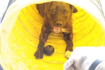 Product: A tunnel to play hide and seek in! - Barkzone in Portland, OR Pet Care Services