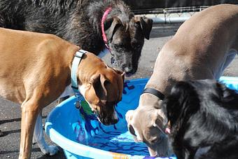 Product: Swimming pools to drink from or pounce around in! - Barkzone in Portland, OR Pet Care Services