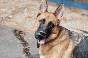 Product: Balls, Frisbees, tug-o-war toys, so many options! - Barkzone in Portland, OR Pet Care Services