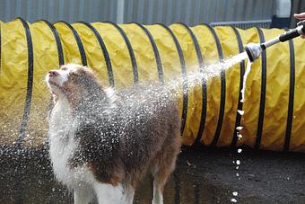 Product - Barkzone in Portland, OR Pet Care Services