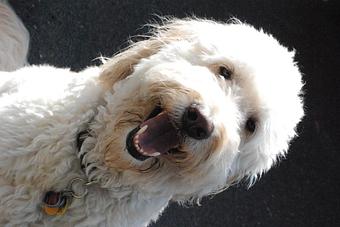 Product - Barkzone in Portland, OR Pet Care Services