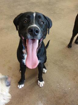 Product - Barkzone in Portland, OR Pet Care Services