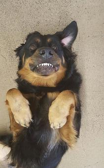 Product - Barkzone in Portland, OR Pet Care Services