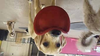 Product - Barkzone in Portland, OR Pet Care Services
