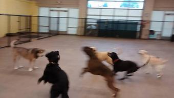 Product: play ball!! - Barkzone in Portland, OR Pet Care Services