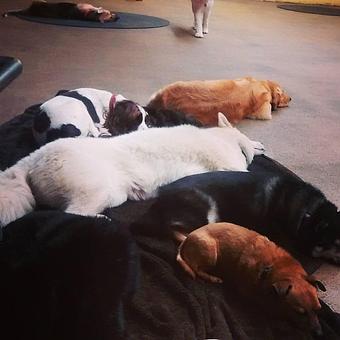 Product: new meaning to "dog pile". This is the best way to spend your night, surrounded by pooped pups! - Barkzone in Portland, OR Pet Care Services