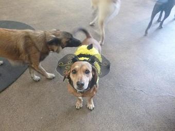 Product - Barkzone in Portland, OR Pet Care Services