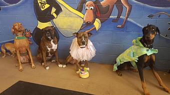 Product: We love celebrating your pups birthday. Come in on their birthday and get adorable pictures. - Barkzone in Portland, OR Pet Care Services