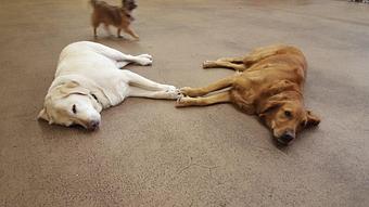 Product: Jack and Bean relaxing on their stay-cation - Barkzone in Portland, OR Pet Care Services