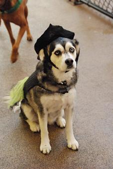 Product: We love that our pups love to play dress up - Barkzone in Portland, OR Pet Care Services