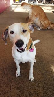 Product: Cal, one of our newer members - Barkzone in Portland, OR Pet Care Services