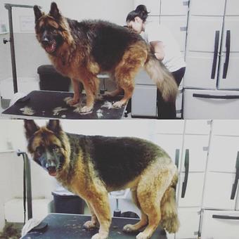 Product: Check out Odin's BEFORE and AFTER!!! Our Groomers work hard to make you and your pup happy. - Barkzone in Portland, OR Pet Care Services