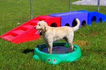 Product - Bass Pet Resort & Spa in Kissimmee, FL Pet Boarding & Grooming