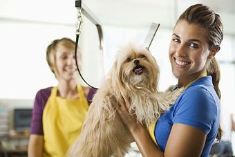 Product - Because We Care Dog & Cat Grooming in San Diego, CA Pet Boarding & Grooming