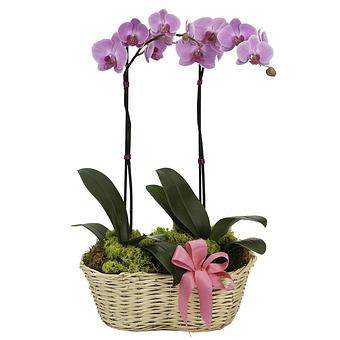 Product - Belles Wonderland Orchids in Palm Springs, FL Shopping & Shopping Services