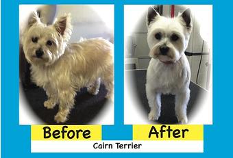 Product - Best Of Breed Dog Grooming in Rustic Ranches - Wellington, FL Pet Boarding & Grooming