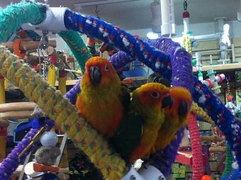 Product - Bird Hut in Portland, OR Pet Care Services
