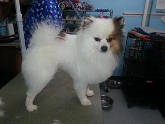 Product - Biscuit Bath & Beyond in Hamilton, OH Pet Care Services