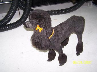 Product - Biscuit Bath & Beyond in Hamilton, OH Pet Care Services