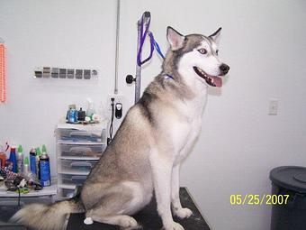 Product - Biscuit Bath & Beyond in Hamilton, OH Pet Care Services