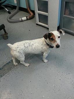 Product - Biscuit Bath & Beyond in Hamilton, OH Pet Care Services